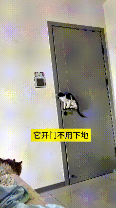真给我看愣了，这小猫也太聪明了吧！开门技术简直专业得很，全程脚都不挨地，直接扒着