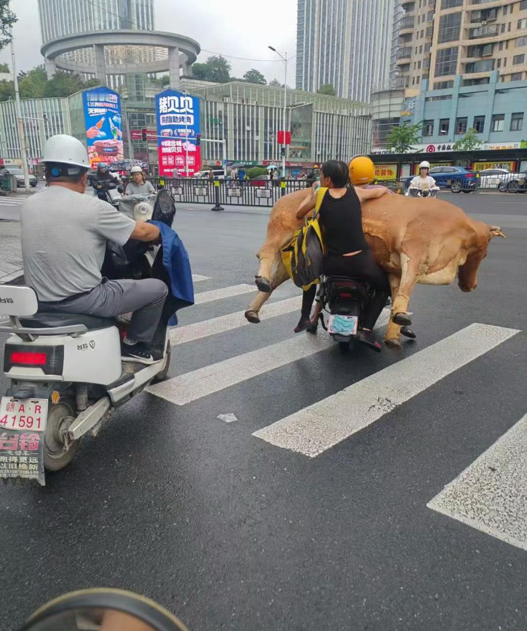 就想知道这是什么牌子的电动车，如果这个图片火了，这个电动车也会火吧