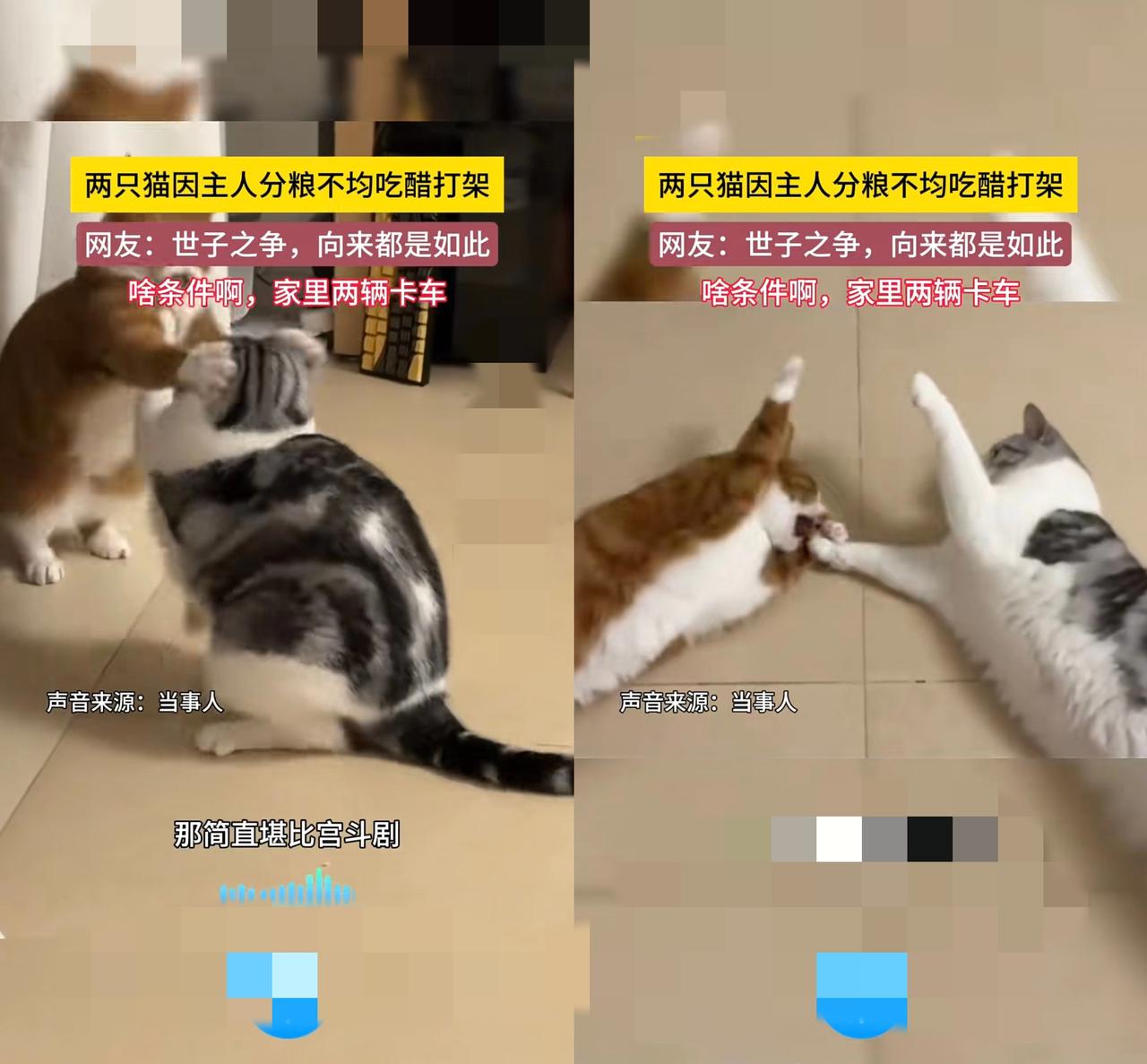 现在的猫哪是宠物啊，简直是揣着小心思的“戏精”！河南这位女生家的