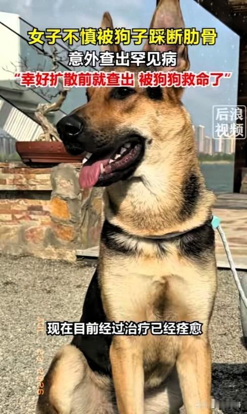 解释不清了！北京一只80斤的牧羊犬，突然跳主人身上，把她踩骨折了，谁料到医院一看