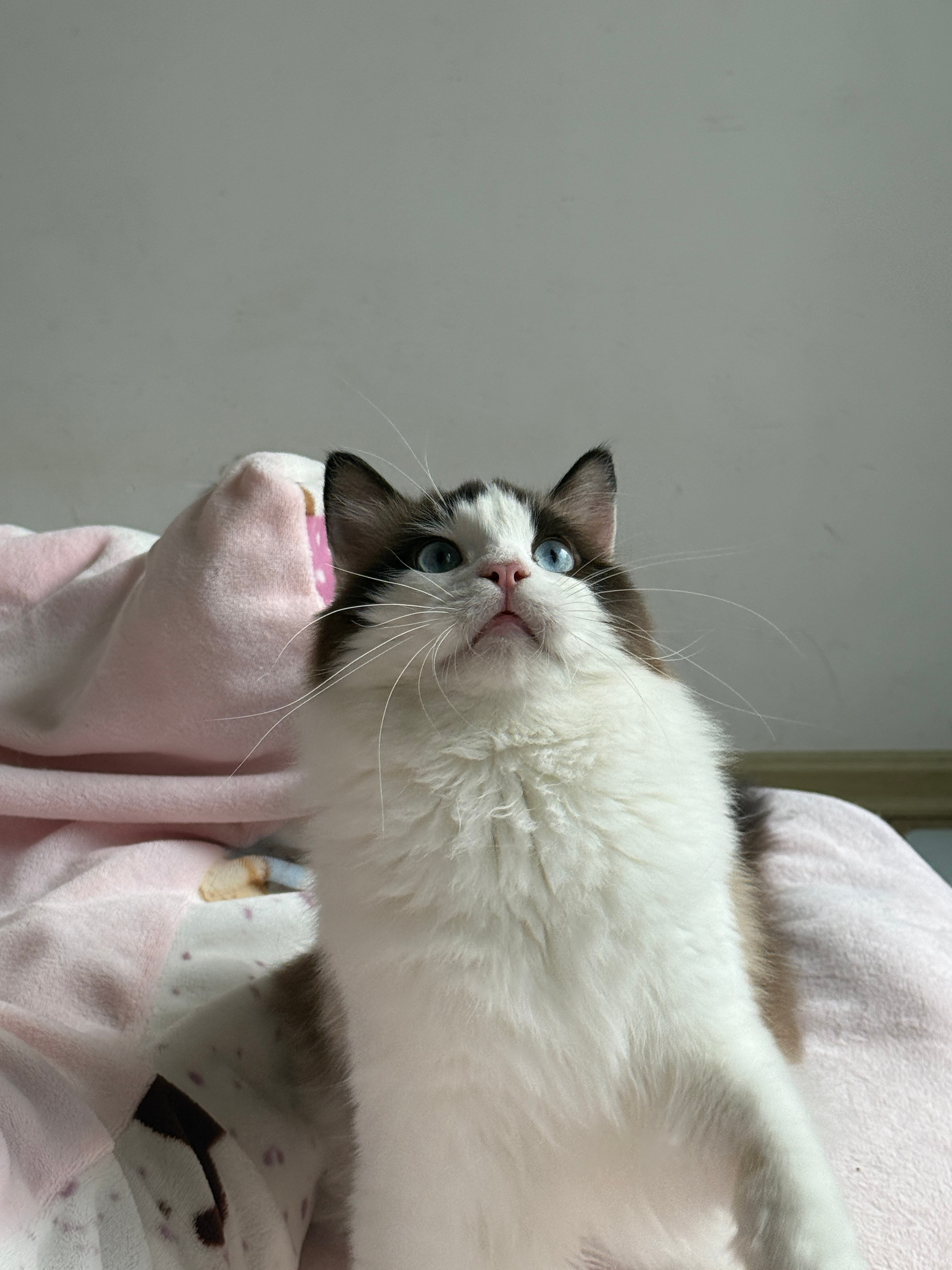 坏了好像有个小猫想让我陪他玩