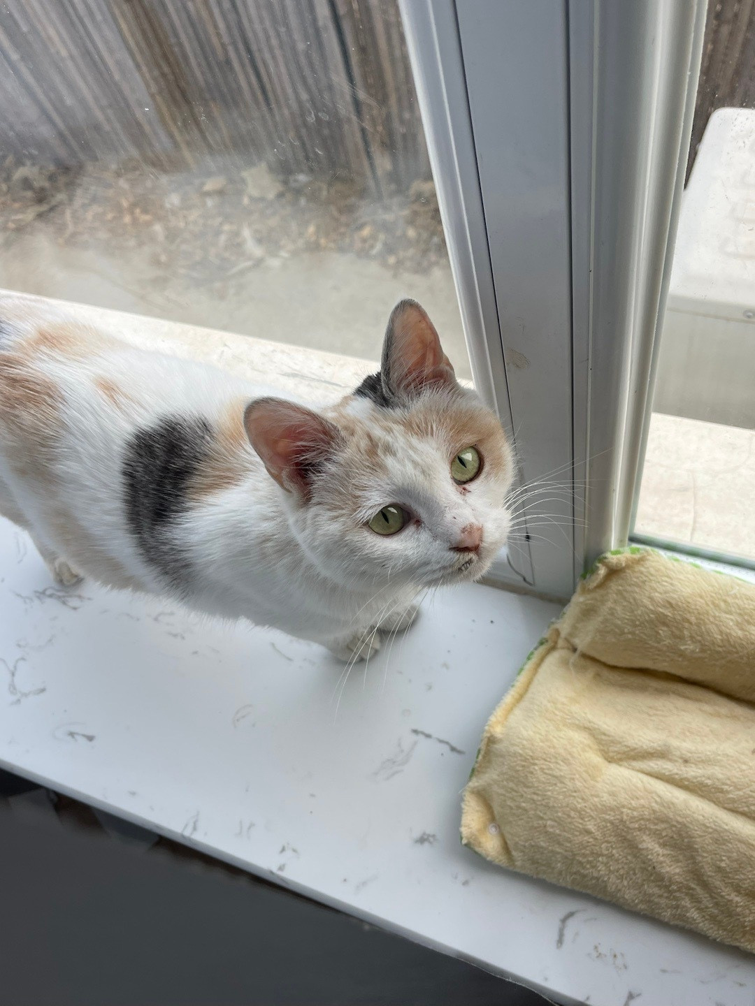 我的花园我的猫昨晚给三彩妹子洗澡了，很乖。吹干后，越来越活泼，