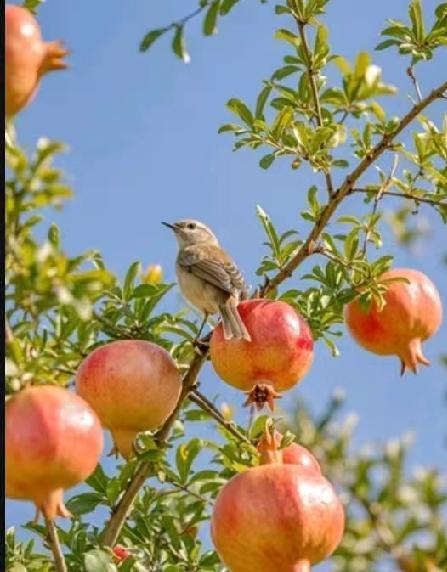 血糖高总口渴真的太折磨人，分享几个解渴小妙招。首先得控制血糖，按医嘱吃降糖药或
