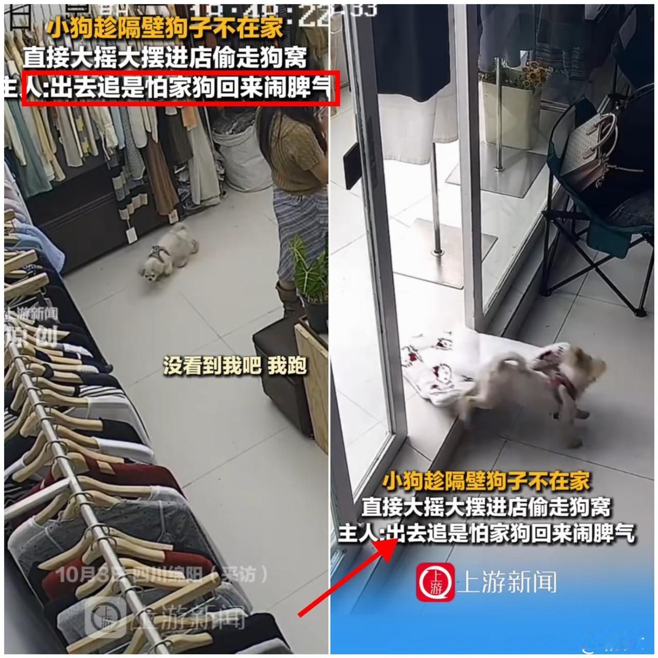 笑到打鸣！广东这只“隔壁偷窝狗”也太会挑时候了吧！瞅准邻居家主人不在家，