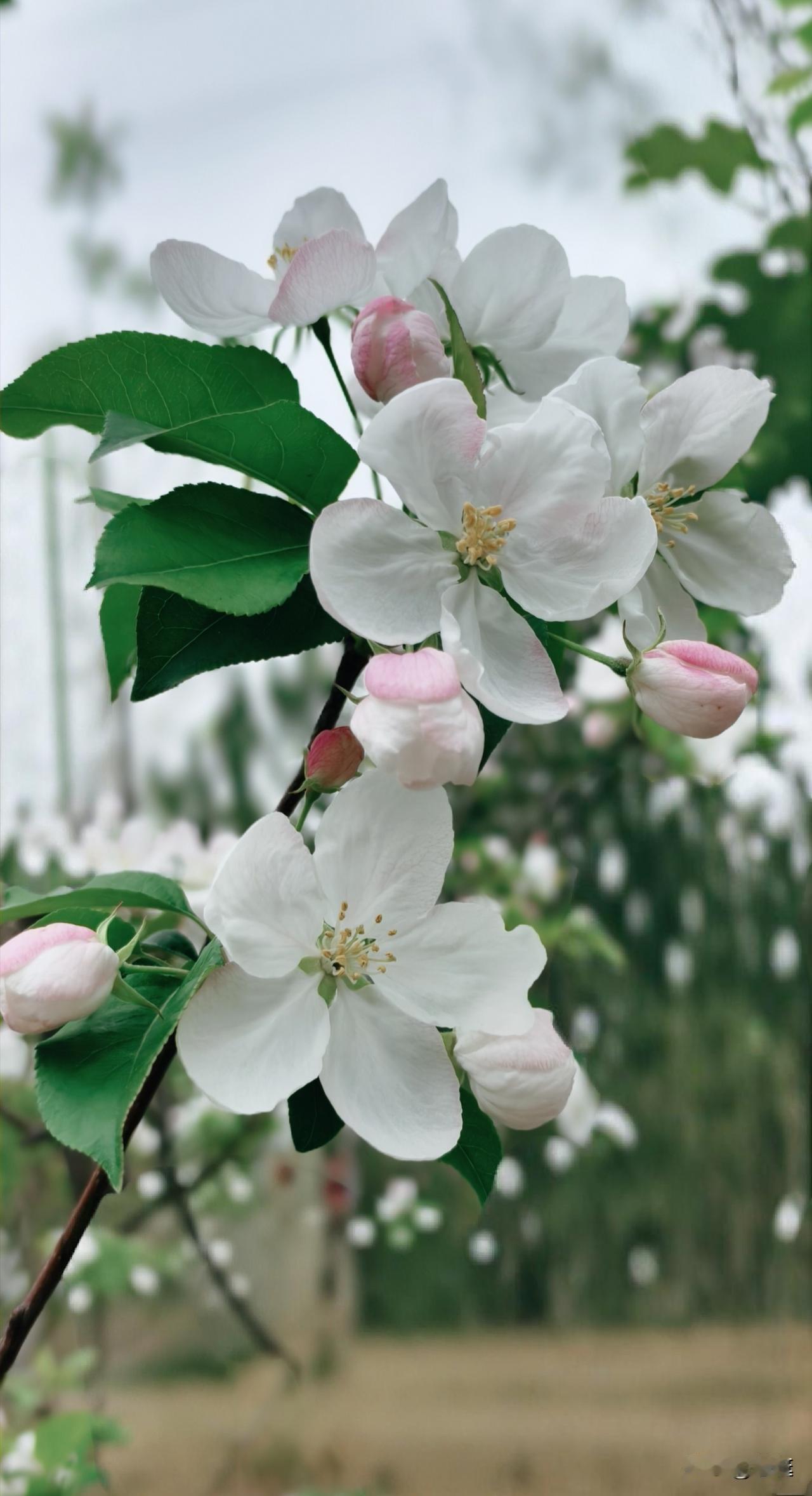 随手一拍美丽的花朵白浮泉公园随手拍花🌺海棠花、樱花🌸桃花……花花漂亮！