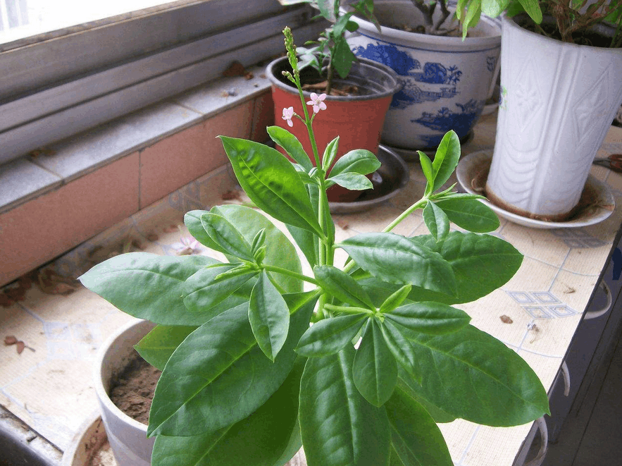 中国荒野维生食物之野菜系列: 土人参