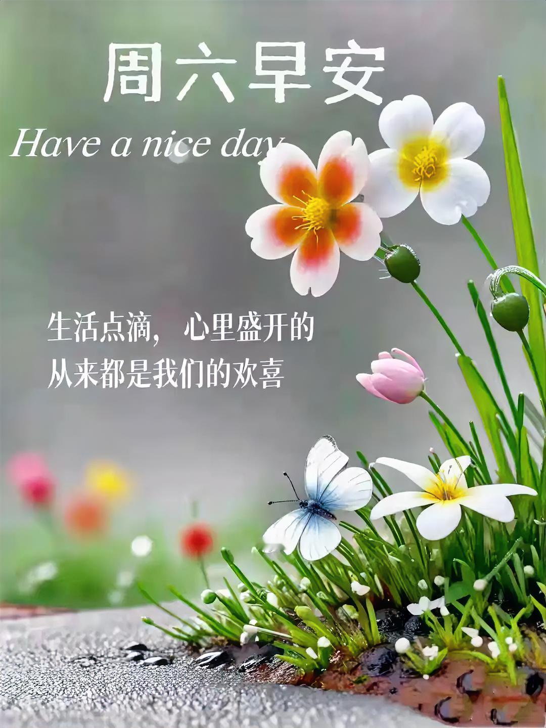 周六早安！蝴蝶轻吻花蕊，生活点滴里藏着欢喜，愿你今日心情如花儿般绽放。分享一张