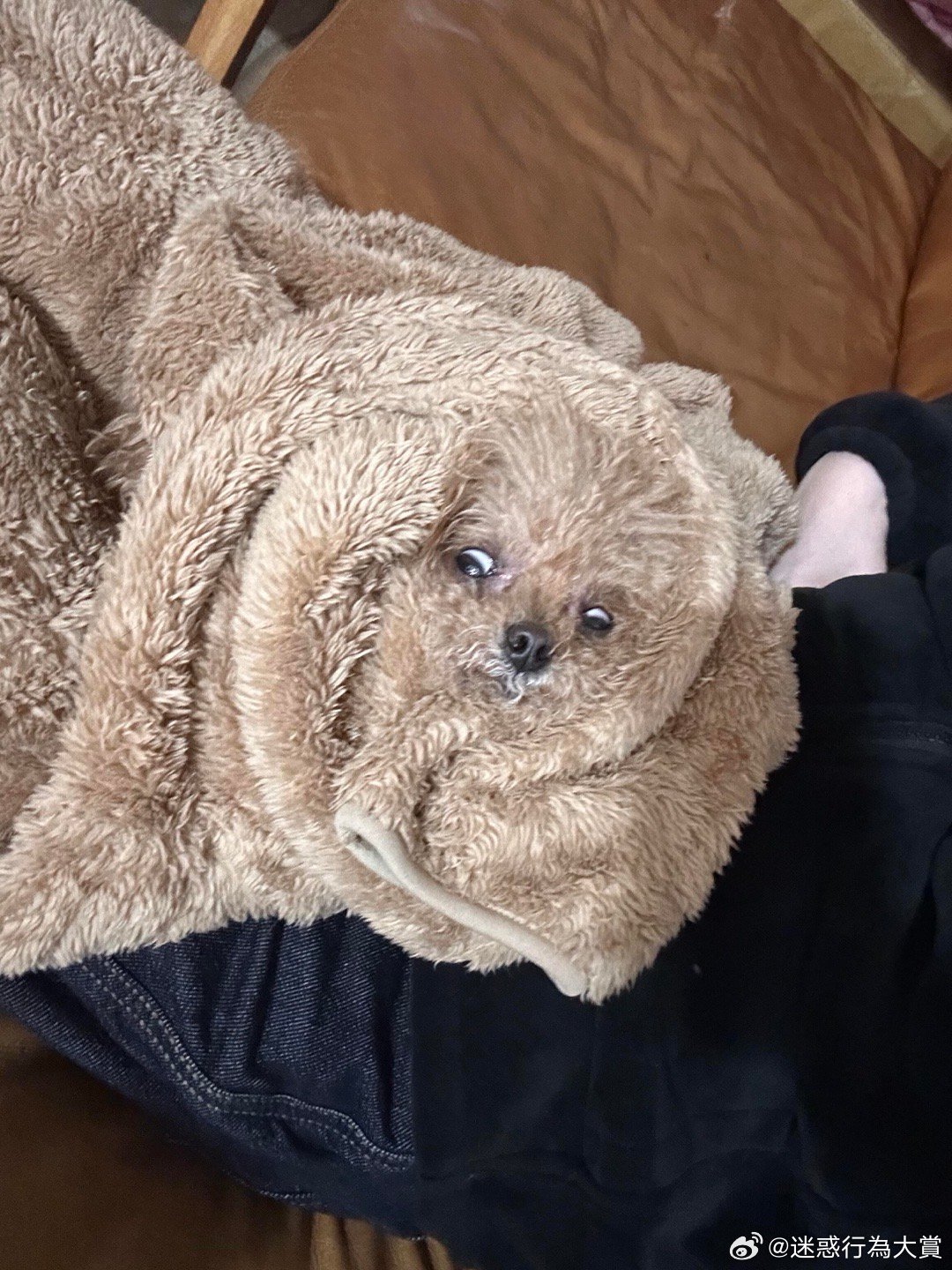 哪里开始是狗？