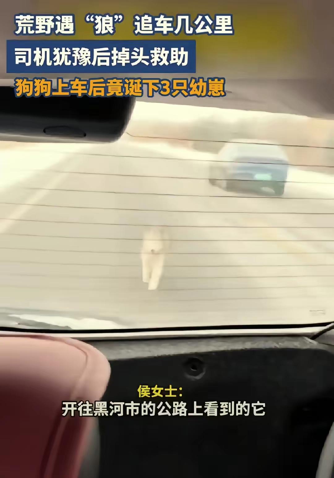 泪目了，黑龙江，女子开车偶遇一只流浪狗追车，追了好几公里都不肯停，女子心软掉头接