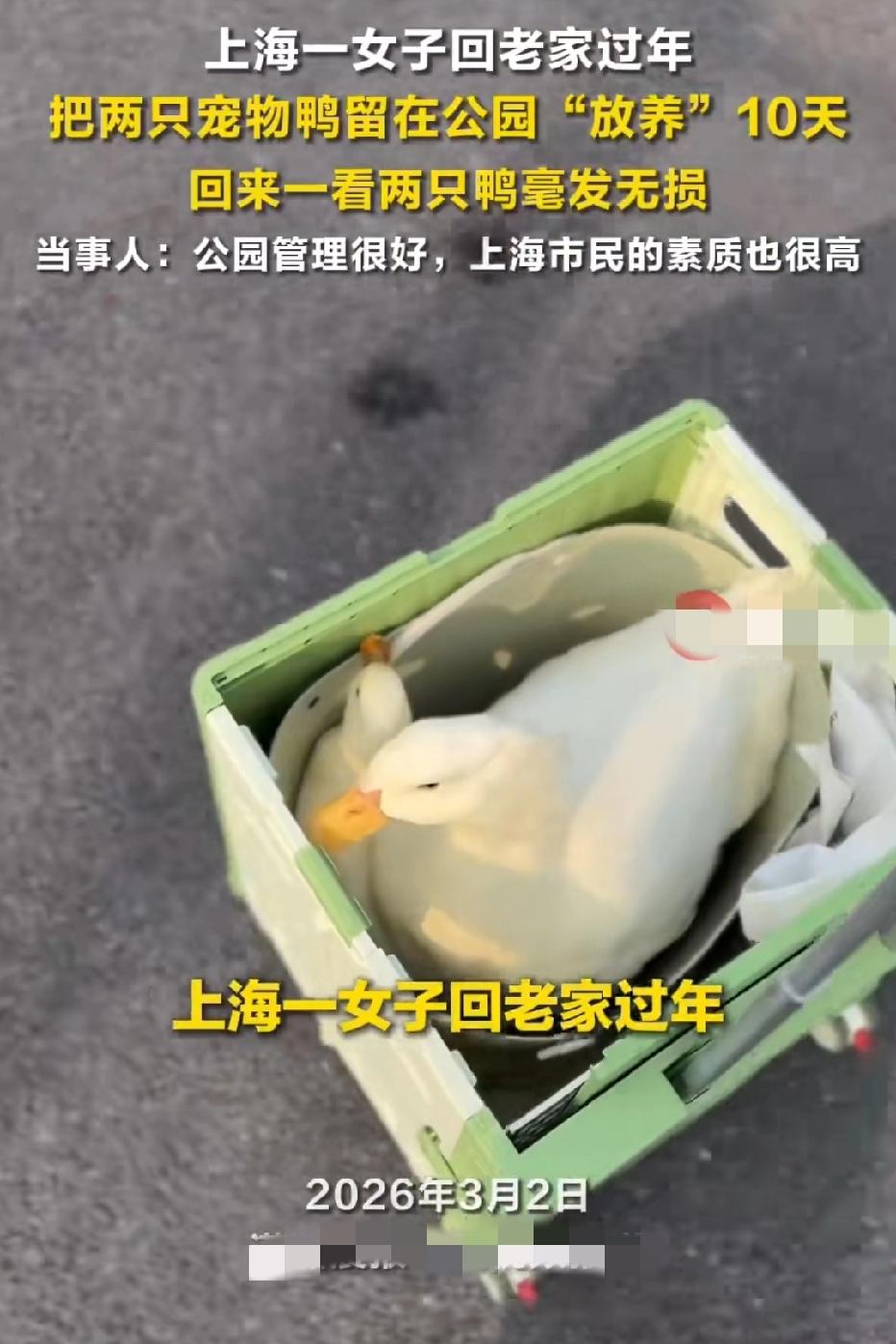 近日上海，一女子一家4口人回家过年时，自驾带着两狗一猫回去，剩下2只宠物鸭带不走