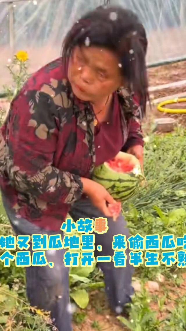 小故事。老壳子又到瓜地里来偷西瓜吃了，他东瞅瞅西看看，就像鬼子偷地雷一样，蹑手