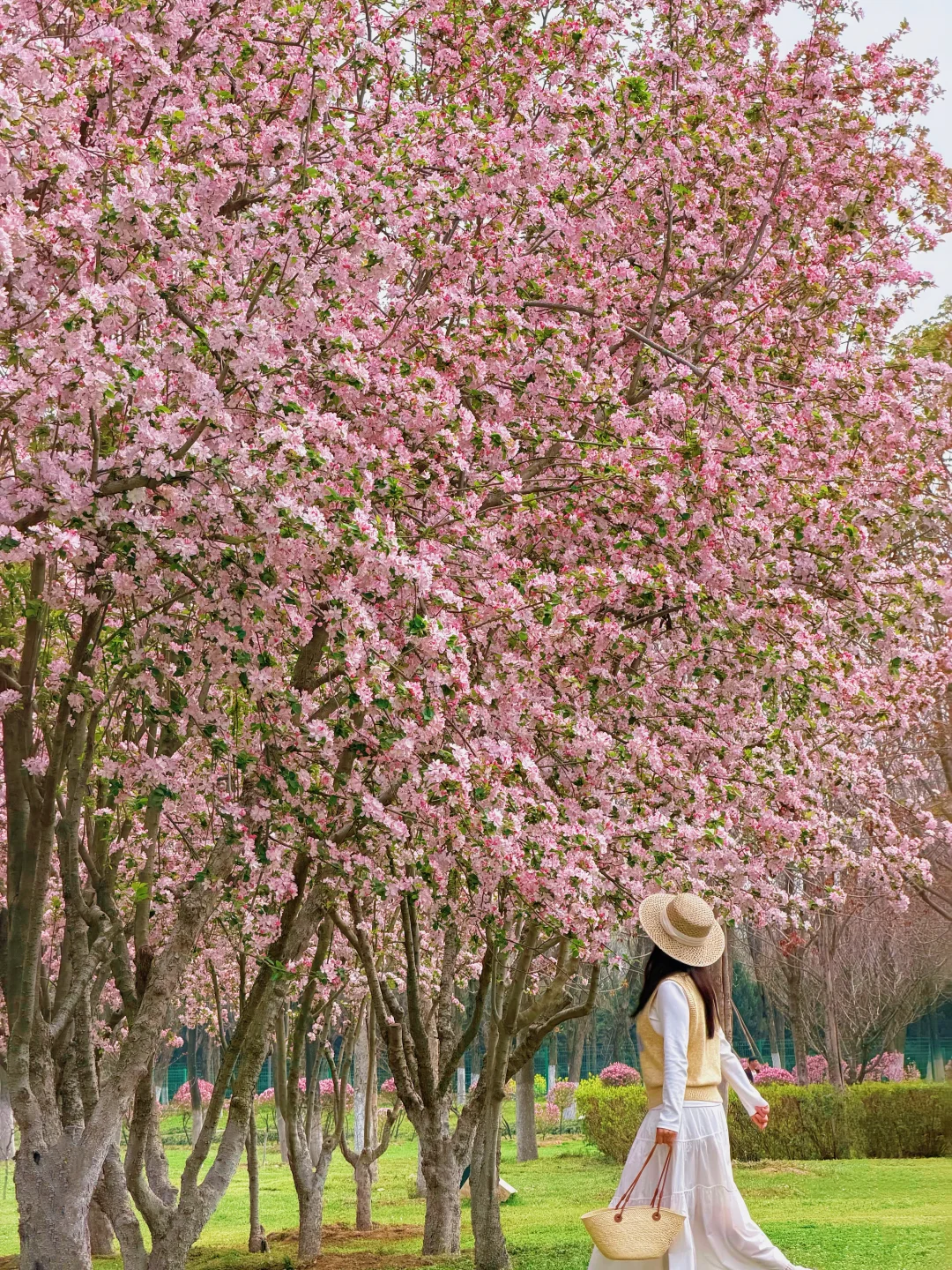 地铁直达🌸西安这里花开成瀑布啦‼️人少好拍