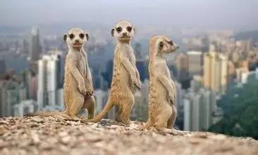 南非奥尼金矿黄金储量超500吨 将被注入鹏欣资