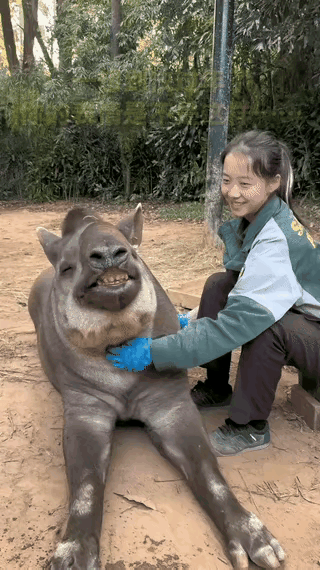 这是一个什么动物？真是太会享受了！看它抬着脸、享受幸福的样子，以及那可爱的表情，