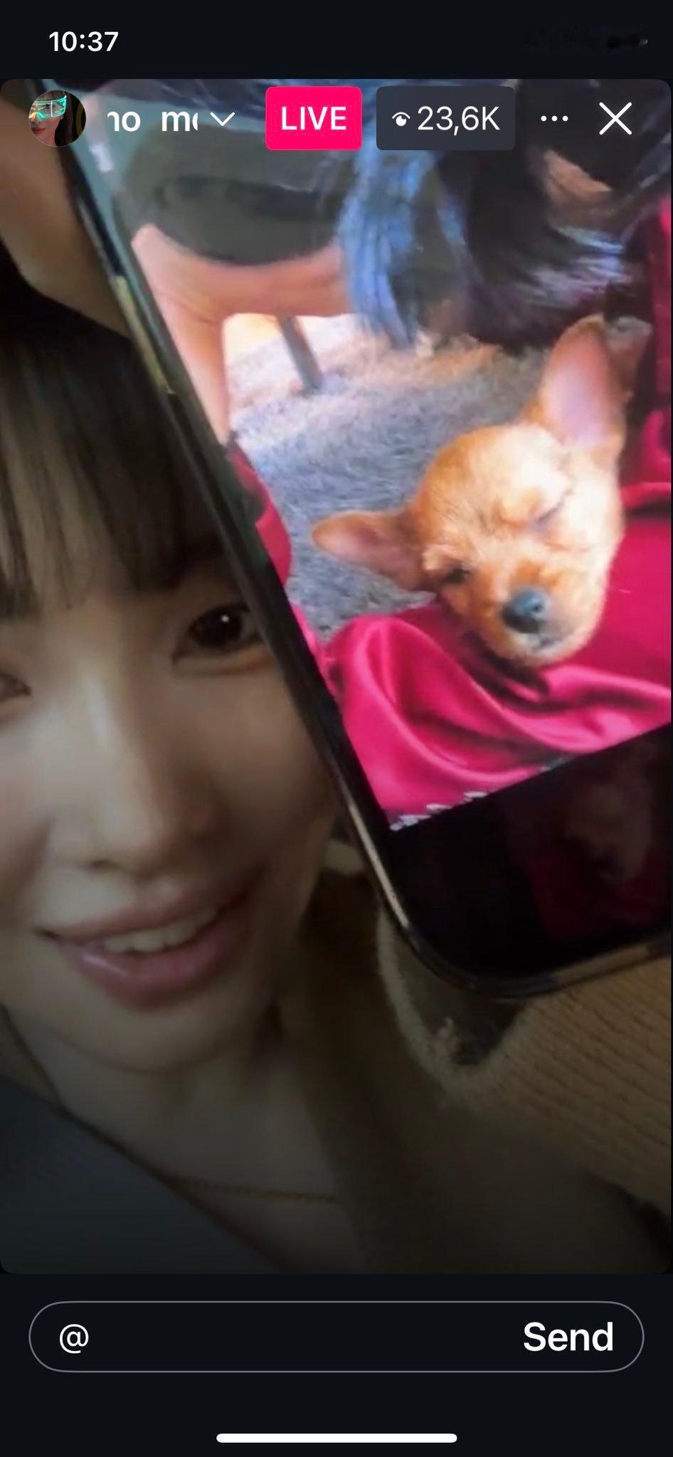 布布幼犬期照片+1​​​