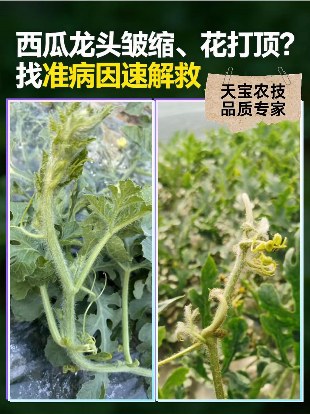 西瓜龙头皱缩、花打顶？找准病因速解救。西瓜种植龙头皱缩
