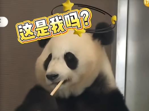 “笑不活了！”2025年6月，日本，一家动物园因为有大熊猫的存在而备受游客青睐，