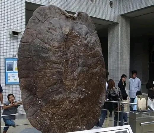 1994年5月，江苏盐城射阳河千秋大桥施工现场，早起的工人们大吃一惊，前一天晚上