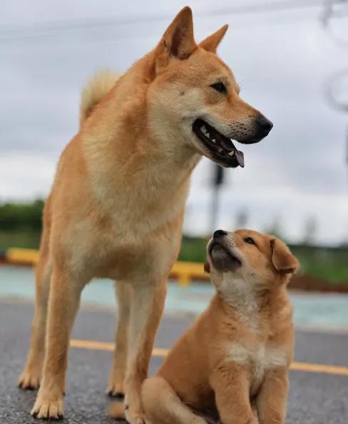 禁养烈性犬，我举双手支持。禁养大型犬，我勉强能够接受。但我做梦都没有想到的是
