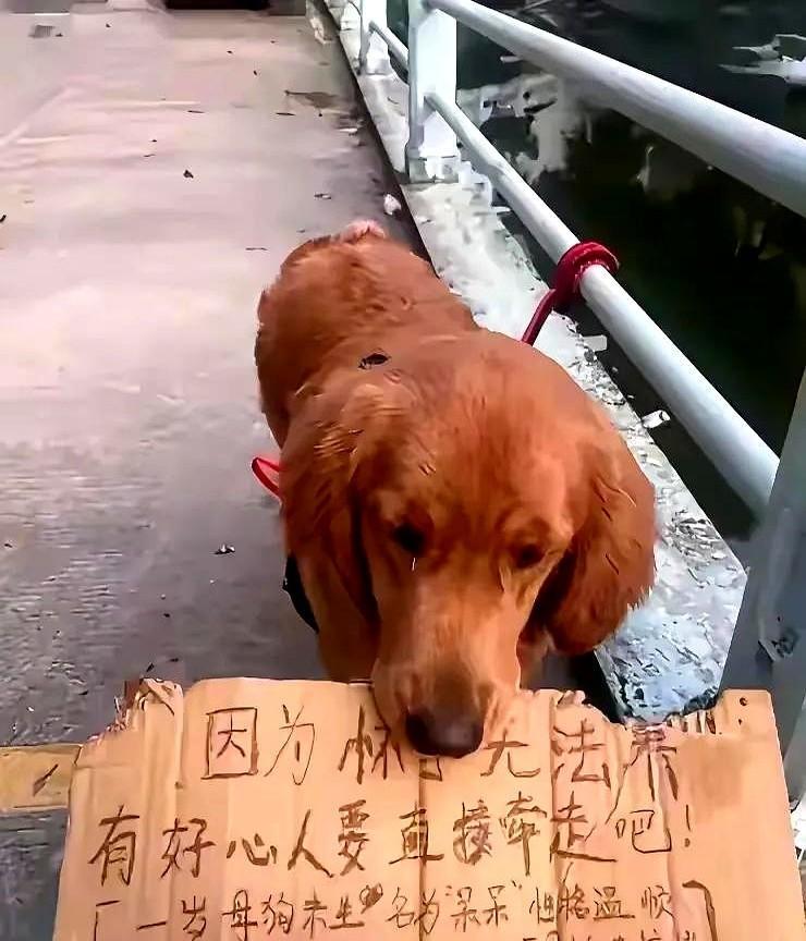 纸板子上写着因为自己有孕在身，狗狗惨遭抛弃，这是李女士上班途中所遇到的事情。哎