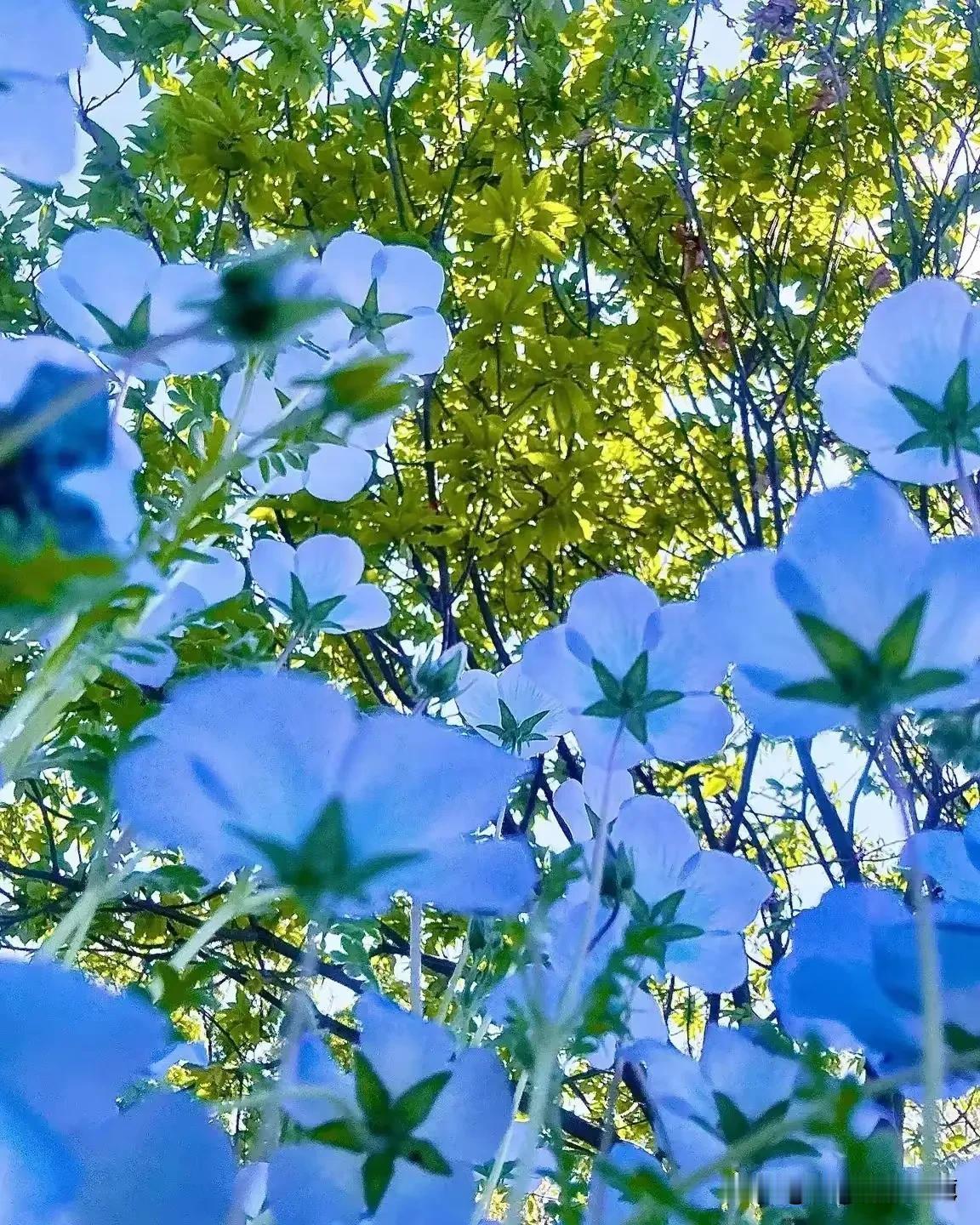 立夏了，初夏花开！