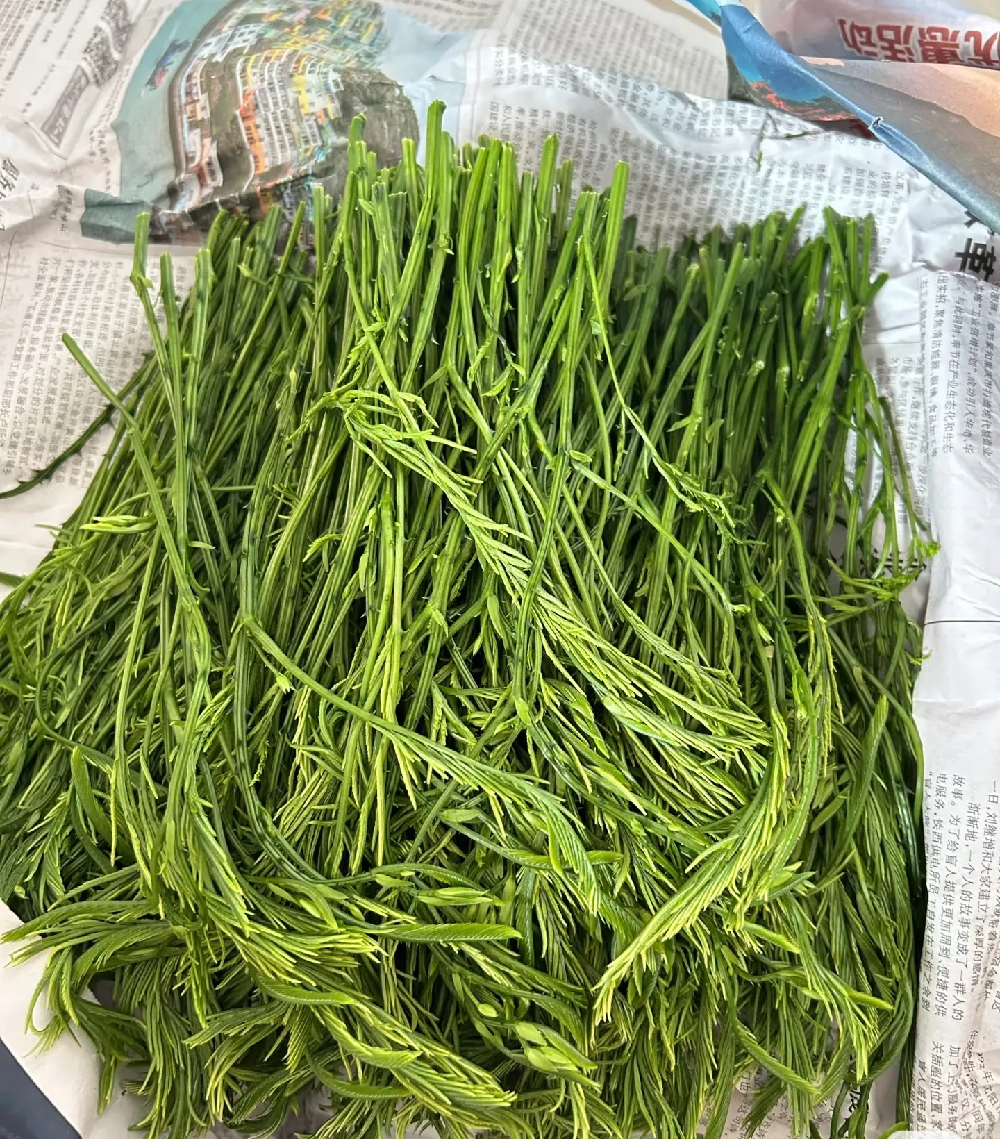 来个云南朋友来看看，这是什么啊？同事天天念叨的臭菜，到底是什么菜啊？这个
