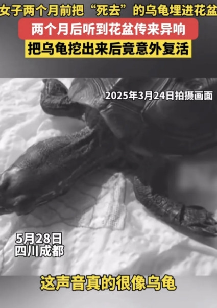 四川，一女子养了三年的乌龟，两个月前的一天突然就不动了，女子观察了半天判断乌龟可
