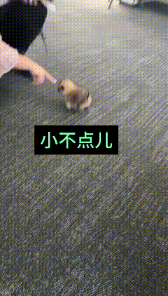 点开这条视频之后，我的目光一下子就被这只小家伙吸引住了。很难想象会有体型这么小巧