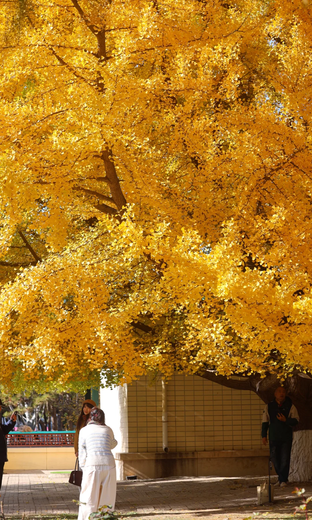 11.14农展馆，北京最晚银杏，还可观赏1周！