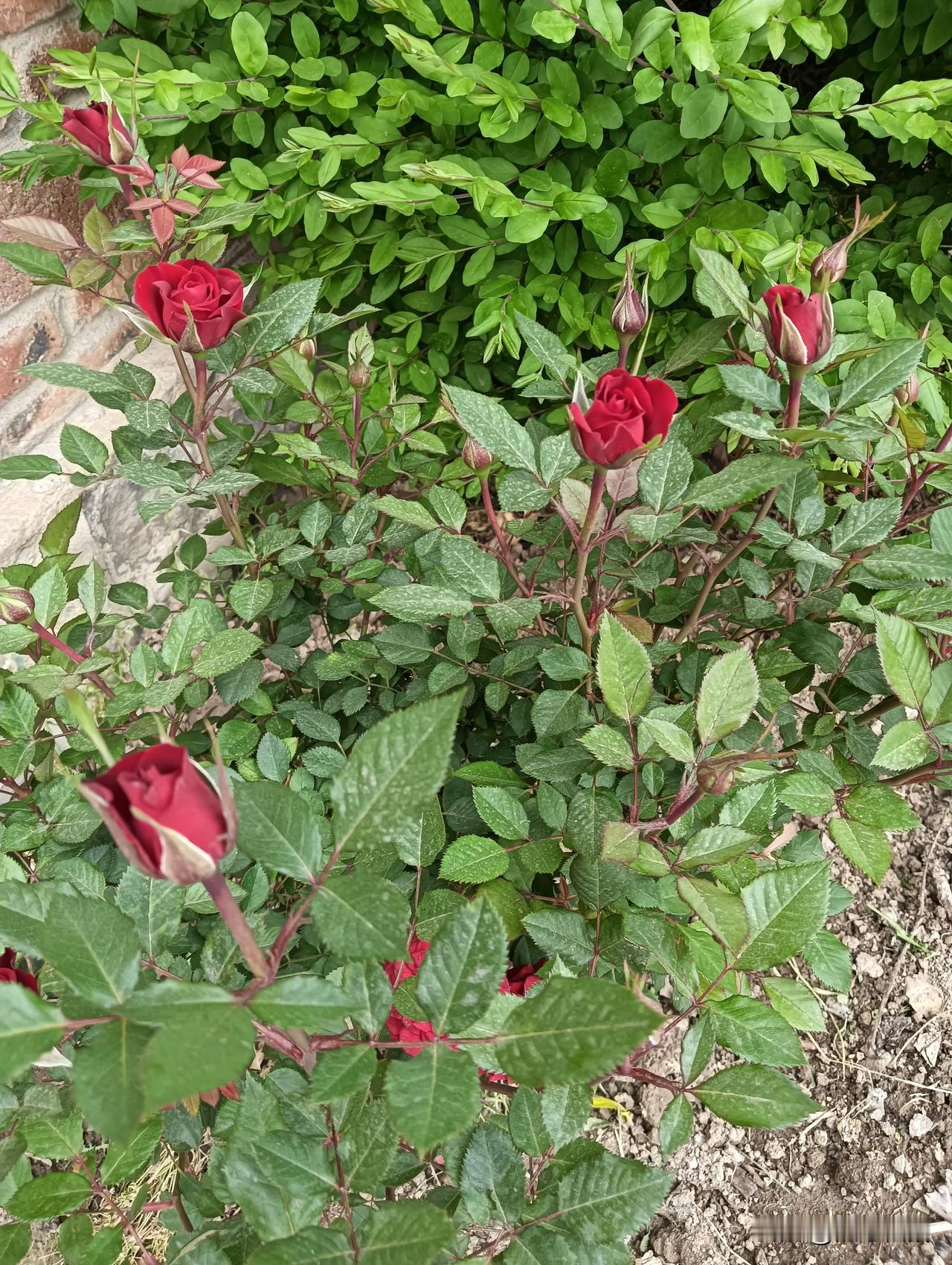 娇艳欲滴的玫瑰，绽放在繁茂的绿叶间，美不胜收！🌹🌿