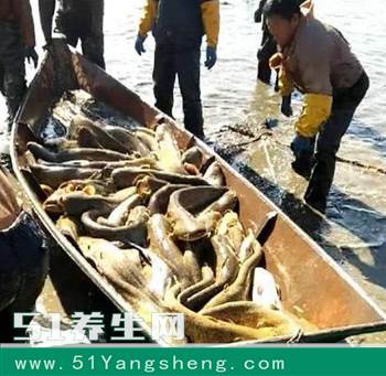 鱼塘放入数万鱼苗, 鱼却越来越少, 抽干后终于知道罪魁祸首