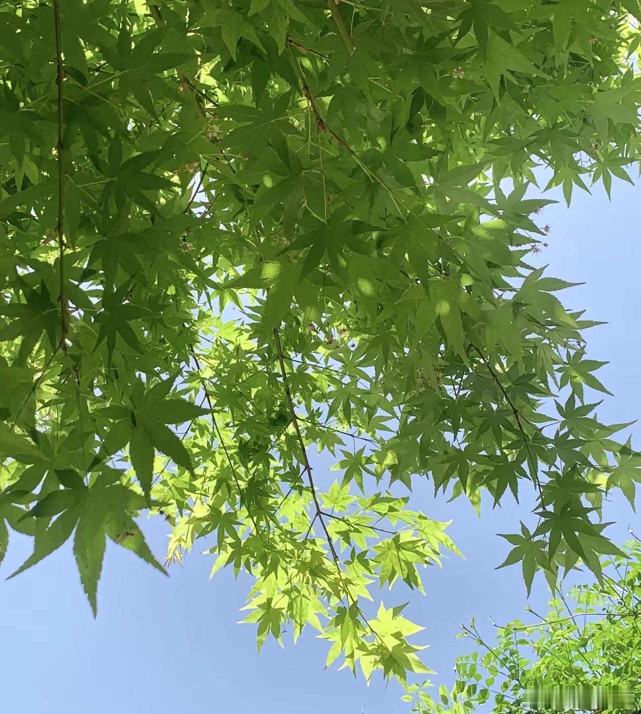 真正厉害的人，都很安静：1、话少不说废话，不抢话，不背后说人。言多必失，话少的人