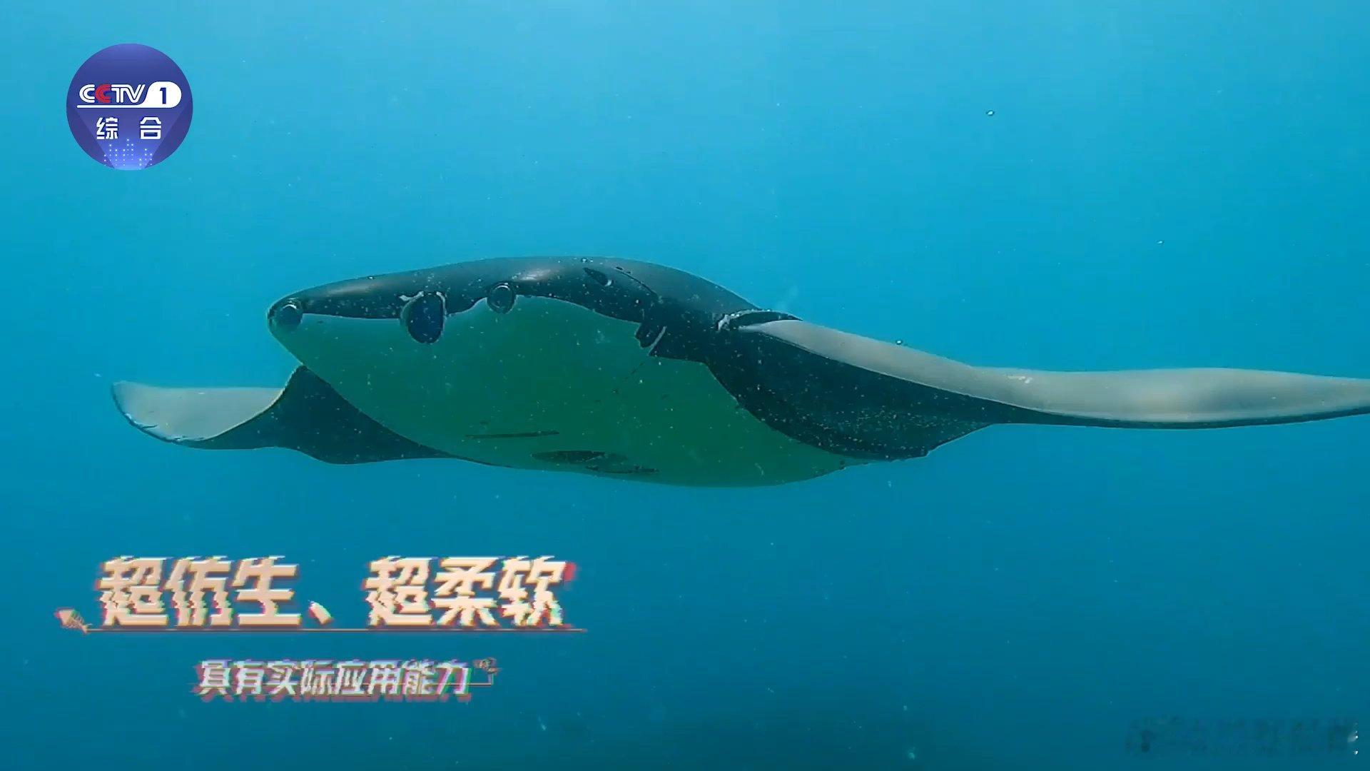 仿生鱼已经进化到这种程度了吗不得不说仿生鱼太绝，游动姿态逼真至极，鱼鳍动作惟妙惟