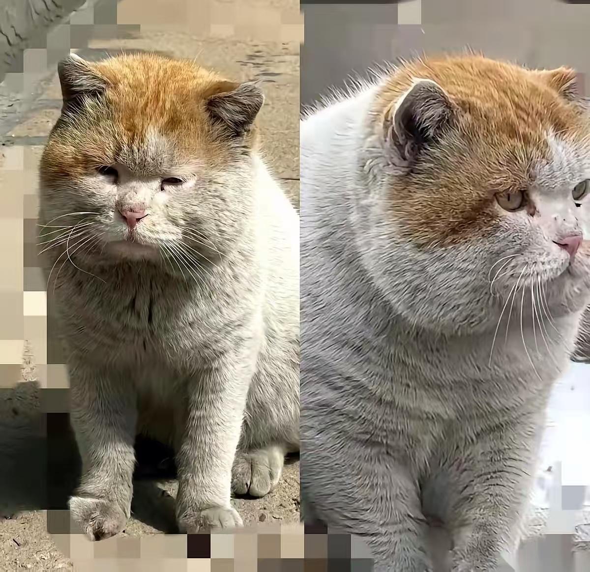 一只流浪猫没有名字、没有主人，镜头里它把爪子死死地按在了一个外卖袋上，头埋进袋子