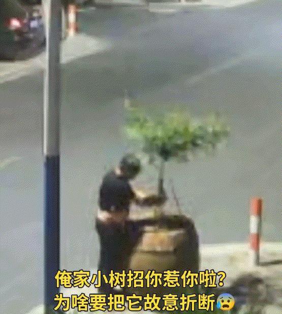 一男子步行经过一个岔路口时，发现人行道上摆着一大束植物，男子走到植物前先是看了看