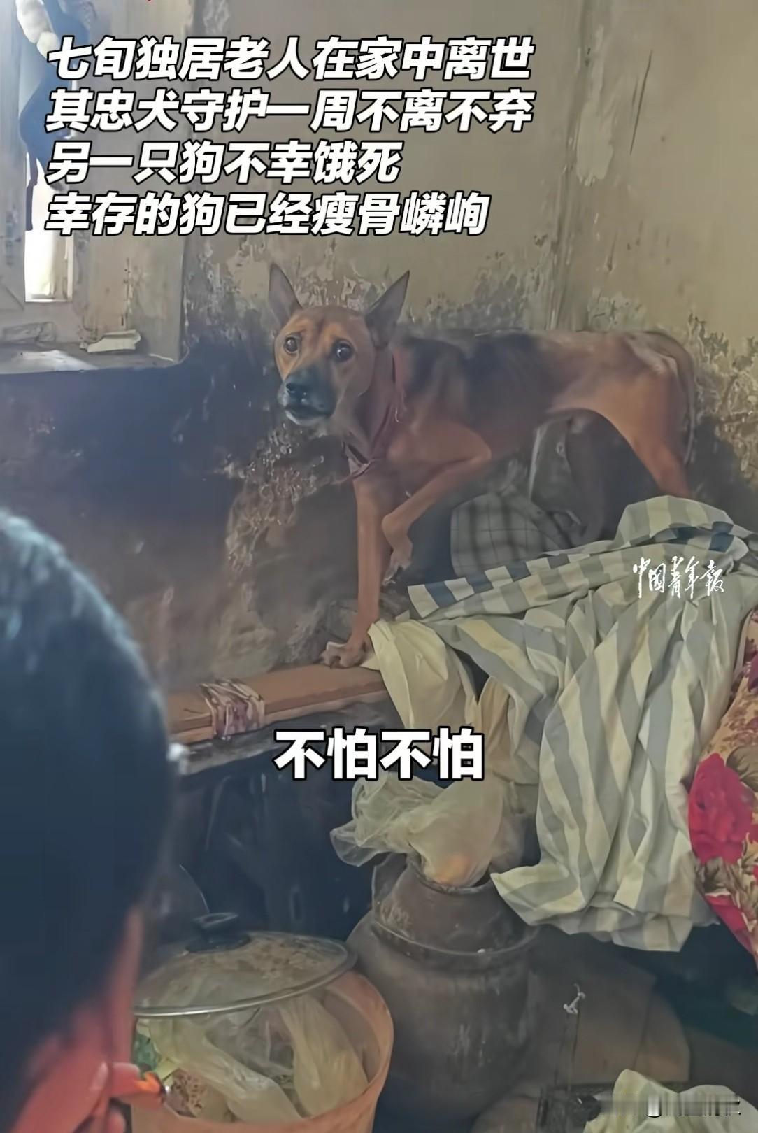 老人养了条中华田园犬，直到老人离世，这条狗狗始终守在老人的遗体边不肯走开。人们发