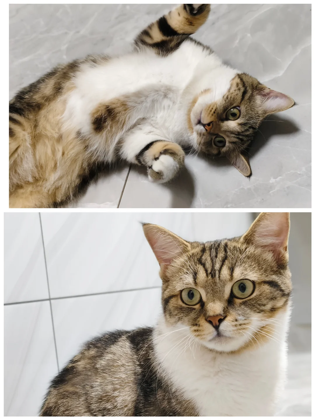 已绝育猫咪妹妹找领养