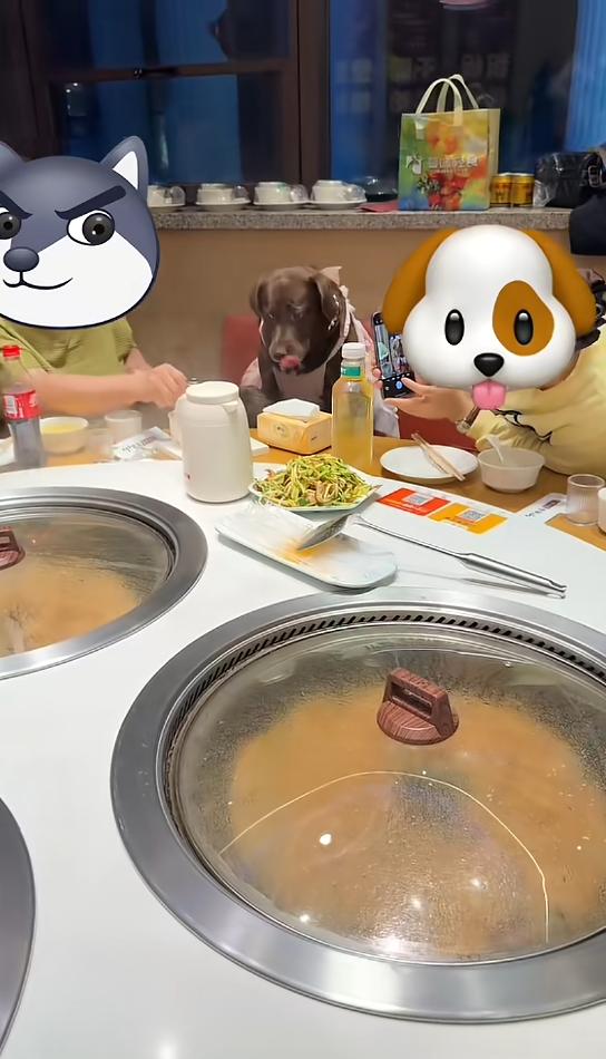 “顾客天塌了！”4月28日报道，天津，一女子去餐厅给狗庆生，她让狗坐在餐椅上，等