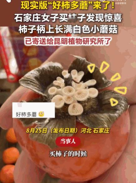 真是活久见！河北石家庄。一女子正在水果店挑选柿子，摸到其中一颗时，发现手感异于常