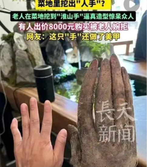 “吓一跳！”近日，广东揭阳，一老人在自家菜地里挖淮山，不料，挖着挖着突然看见地里