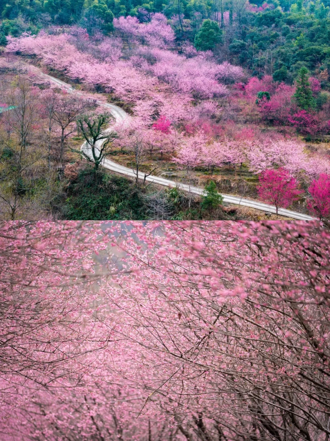 🌸明月山花海原居 | 樱花季限定，美到犯规！