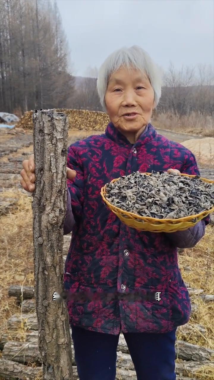 黑龙江原始大森林柞木椴上生长的秋木耳仅次于野生。我家是小兴安岭的主脉原始大森林