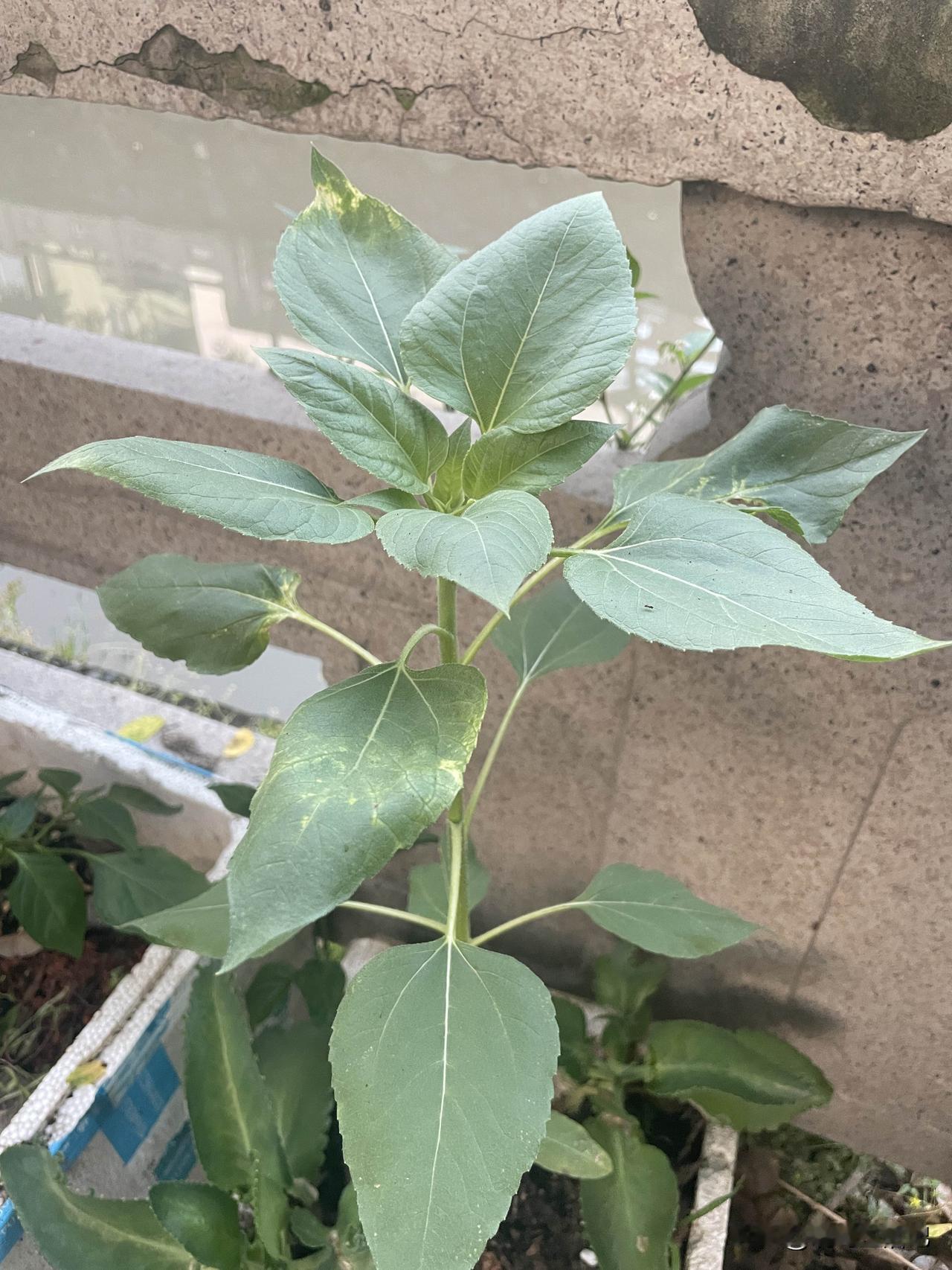 请网友们看看，这是什么菜？