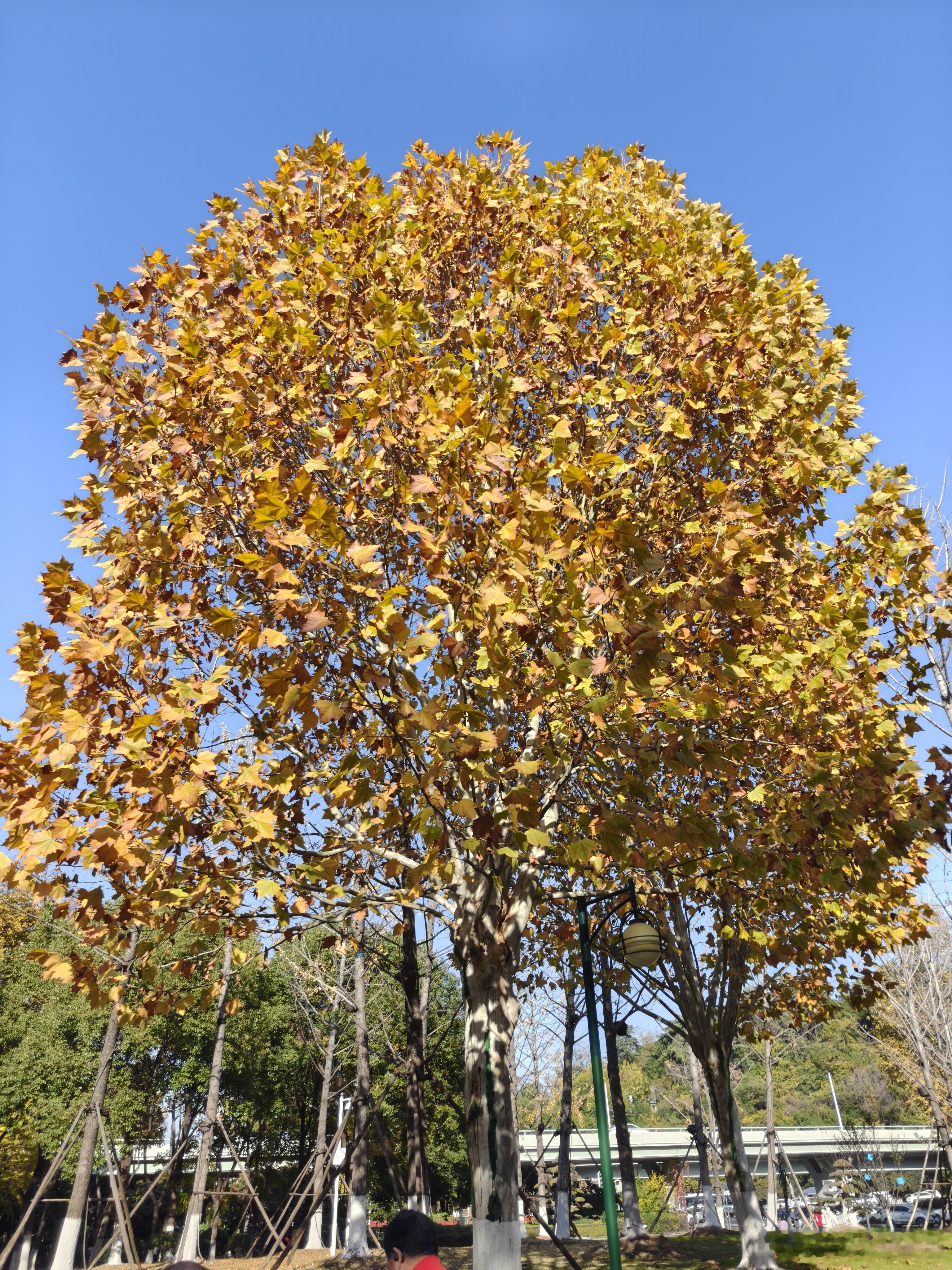 随手拍武汉·月湖风景区