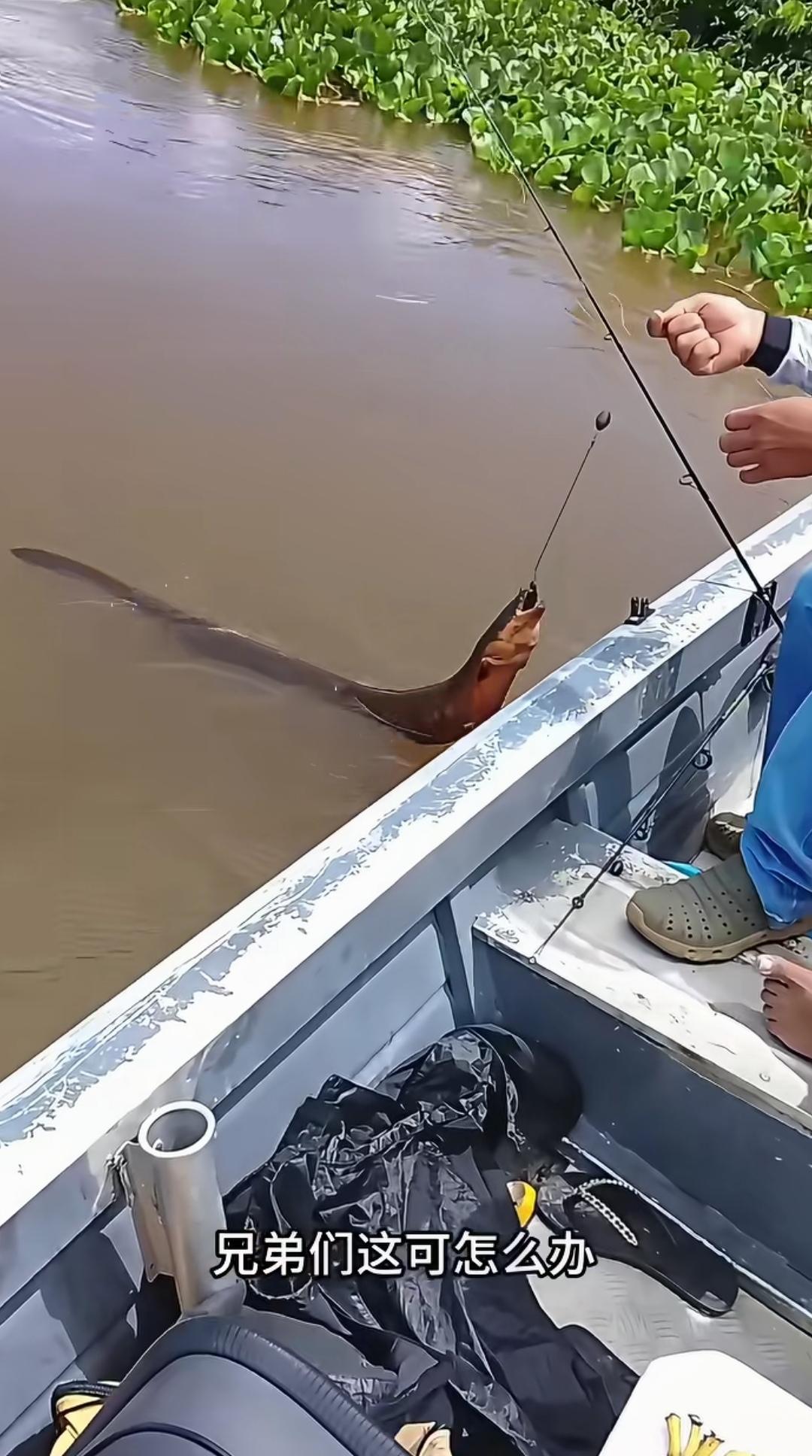 空军了半天，好不容易有上钩的，可提出来一看，是电鳗，要又怕电击，不要又不敢退钩，