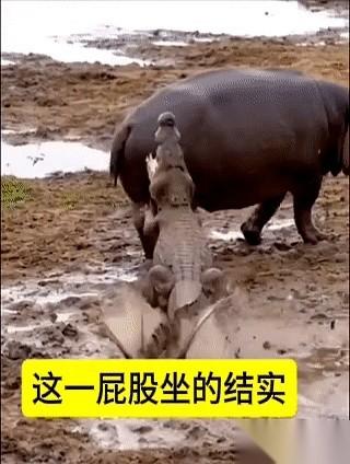 鳄鱼可能到死都没想明白，自己精心策划的一场偷袭，怎么就……结束得这么潦草，这么不