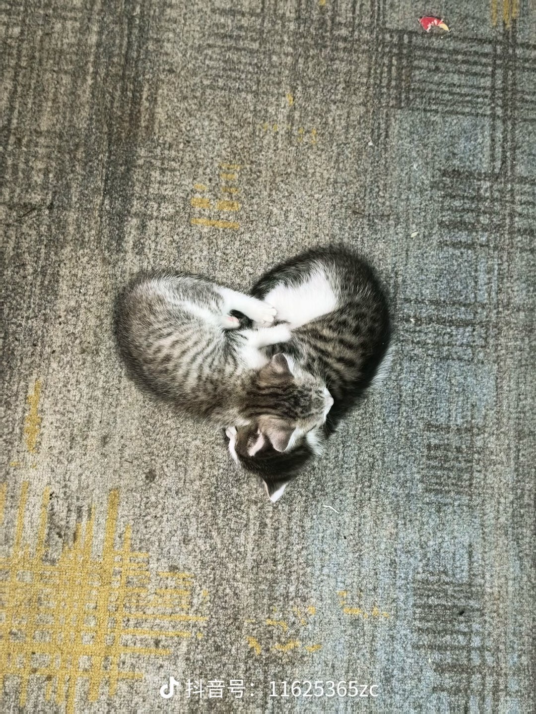 爱心❤️猫咪​​​