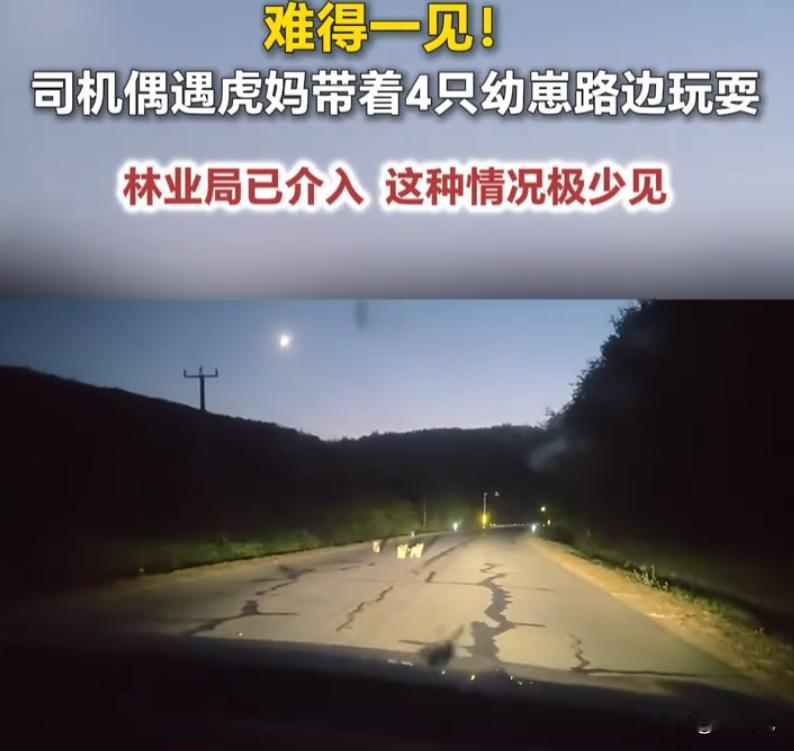 真的大开眼界！很多人刷视频一辈子，顶多见过单只、两只东北虎出没。吉林延边这位维修