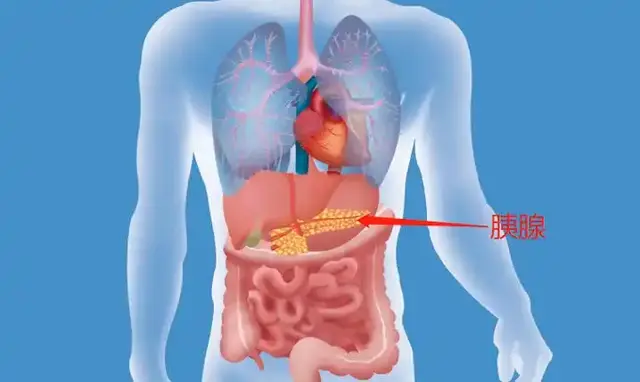 保护胰腺, 就是守住生命线! 胰腺炎最爱找上这7类人