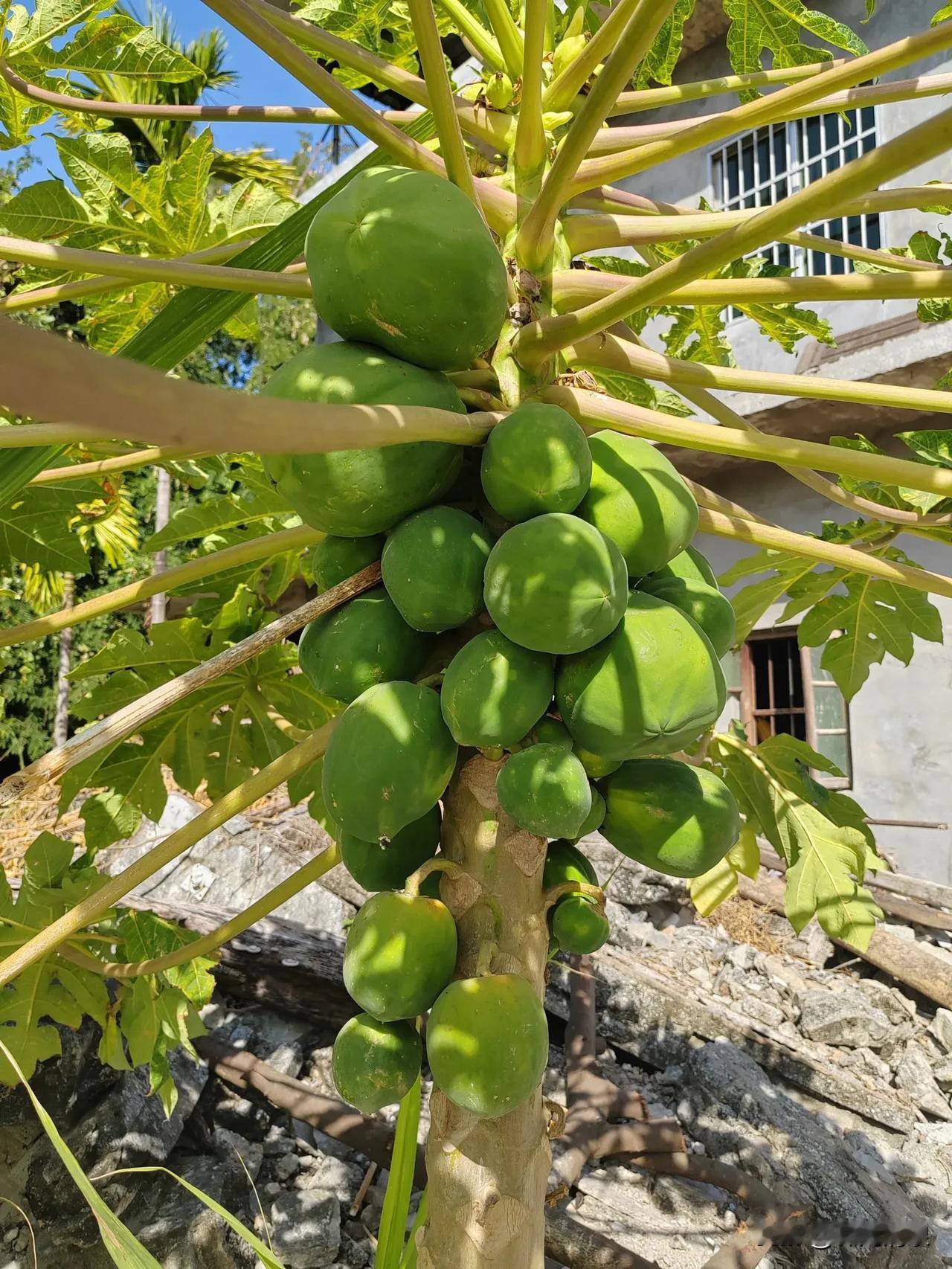 昨天舅家表哥和表嫂去看我妈，给我妈买了奶，水果等很多东西，又给了我妈500元钱，